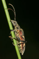 06-5774 Longhorn Beetle (Rhagium bifasciatum) on Reed Stem